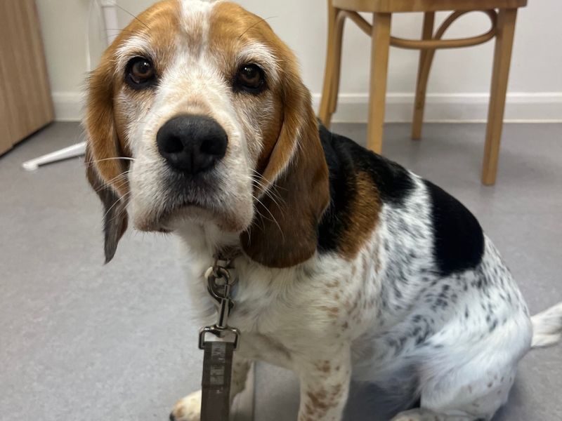 Beagle for adoption in Newton Tony, Wiltshire – 4 years old
