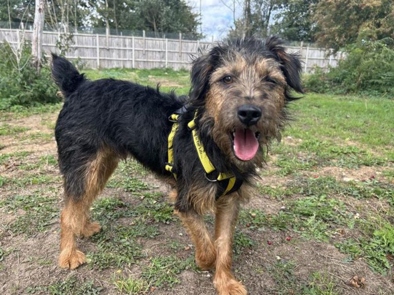 Ezra | Crossbreed | Snetterton (Norfolk) - 1