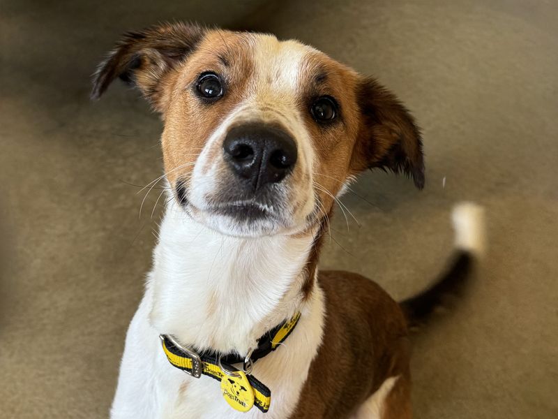 Haribo | Collie (Border) Cross | Basildon (Essex) - 1