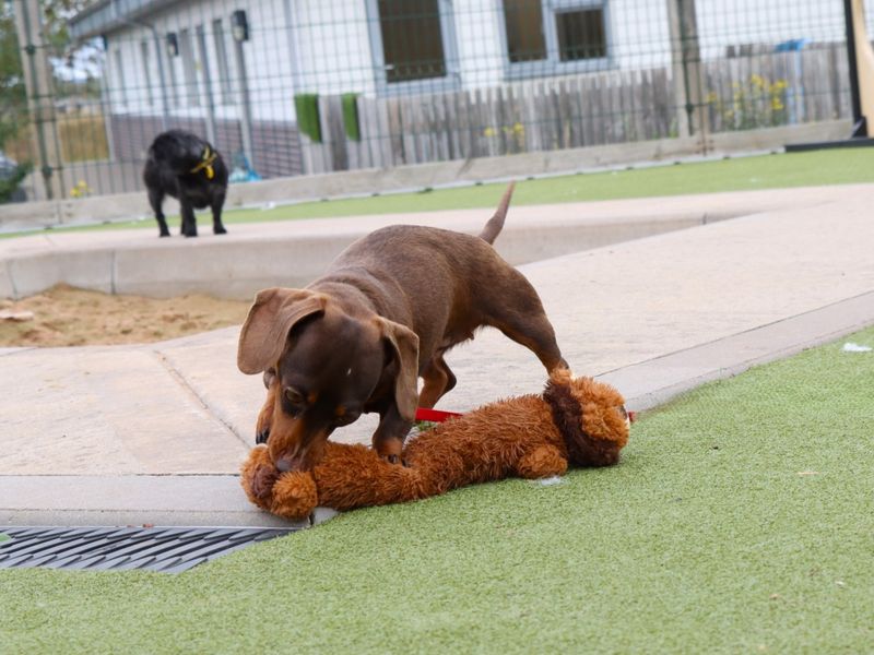 Dachshund for adoption in Evesham, Worcestershire – 3 years old