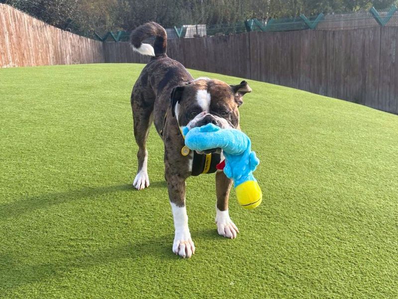 Boxer for adoption in Uxbridge, London – 2 years old - Image 2 of 3