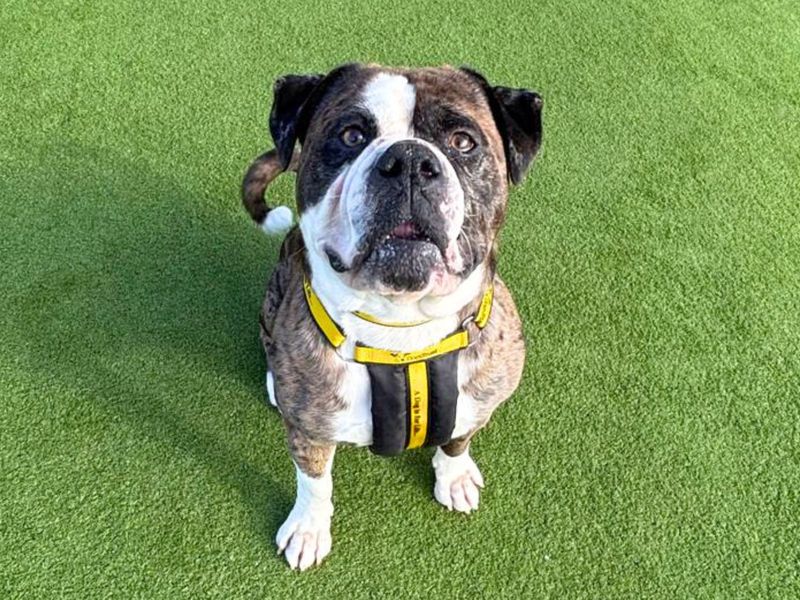 Boxer for adoption in Uxbridge, London – 2 years old