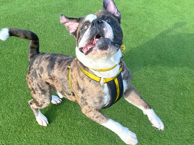 Boxer for adoption in Uxbridge, London – 2 years old - Image 3 of 3