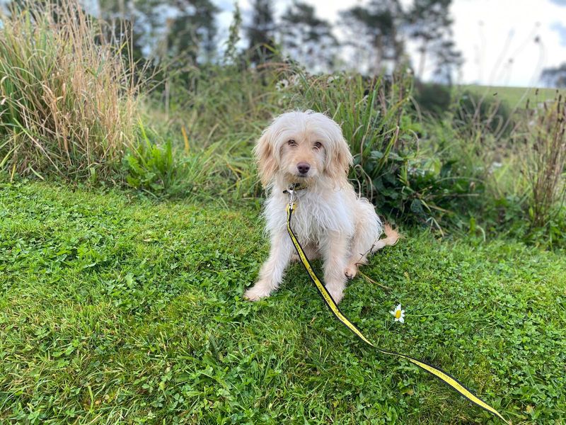 Waffle | Maltese Cross | Cumbria - 1