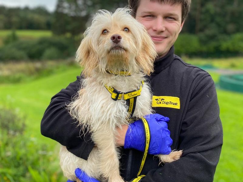 Poodle for adoption in , – 9 months old - Image 2 of 3