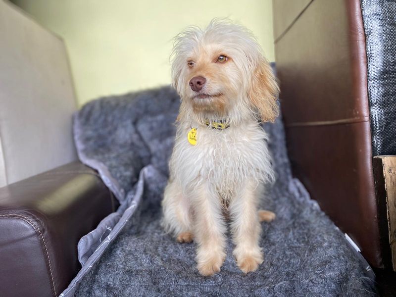 Poodle for adoption in , – 9 months old - Image 3 of 3