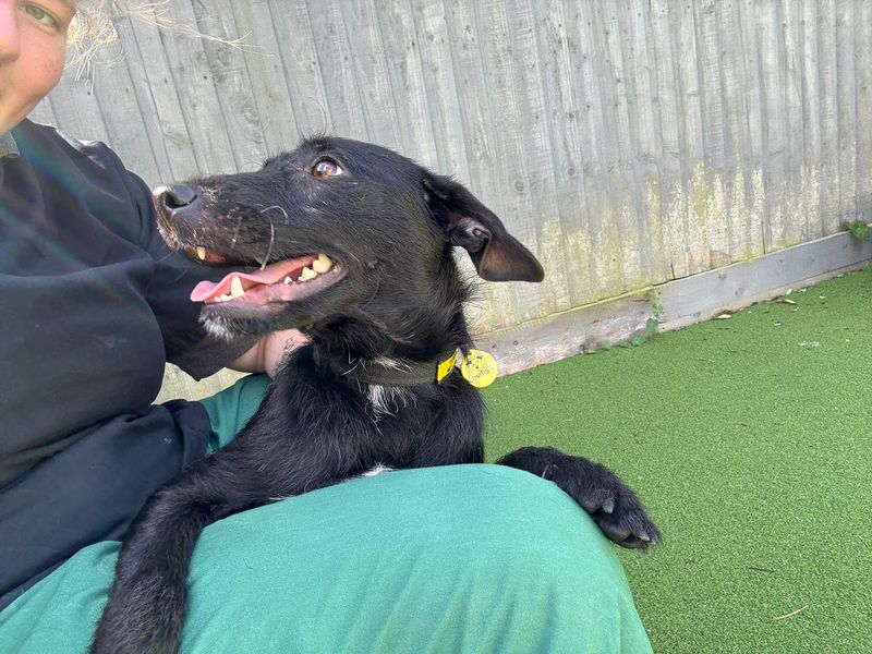 Lucy, a 2 years old female Unknown available for adoption from Dogs Trust in Shoreham, West Sussex