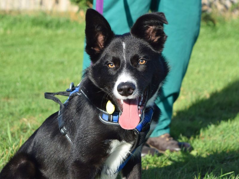 Border Collie for adoption in Uxbridge, London – 5 months old