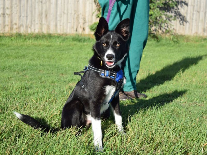 Border Collie for adoption in Uxbridge, London – 5 months old - Image 2 of 2
