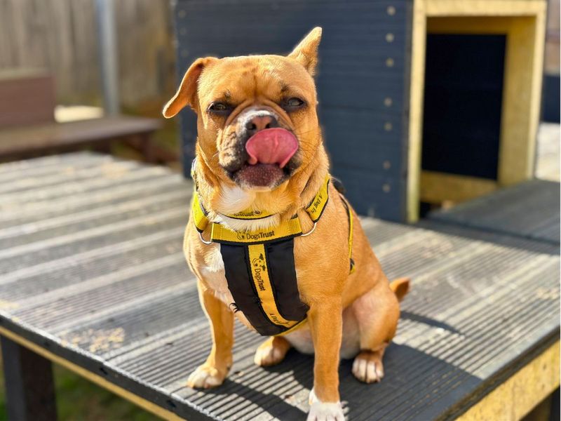 French Bulldog for adoption in Newton Tony, Wiltshire – 3 years old