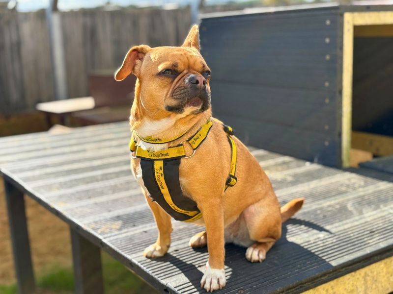 Pug for adoption in Newton Tony, Wiltshire – 3 years old - Image 3 of 4