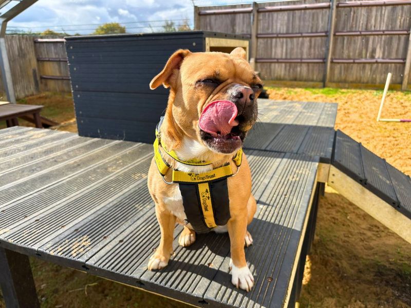 Pug for adoption in Newton Tony, Wiltshire – 3 years old - Image 2 of 4