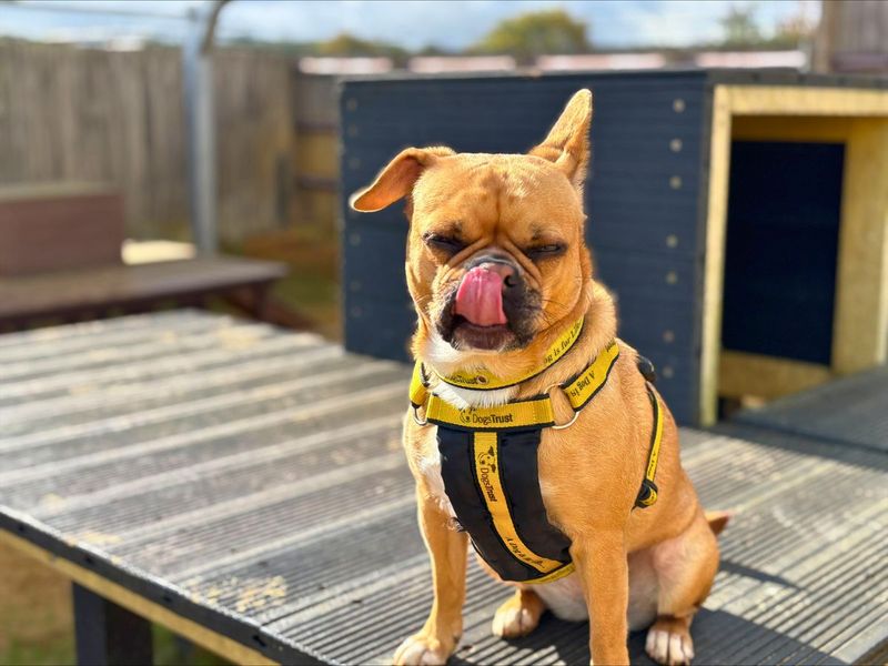 Pug for adoption in Newton Tony, Wiltshire – 3 years old - Image 4 of 4