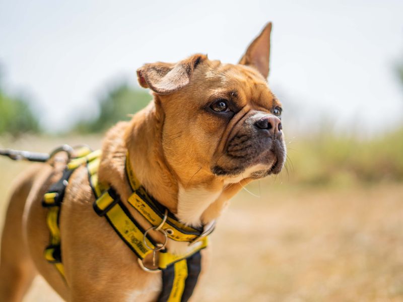 Nala | French Bulldog Cross | Newbury (Berkshire) - 3