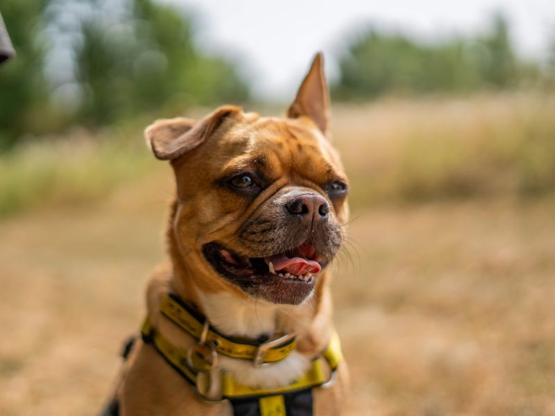 Nala | French Bulldog Cross | Newbury (Berkshire) - 2