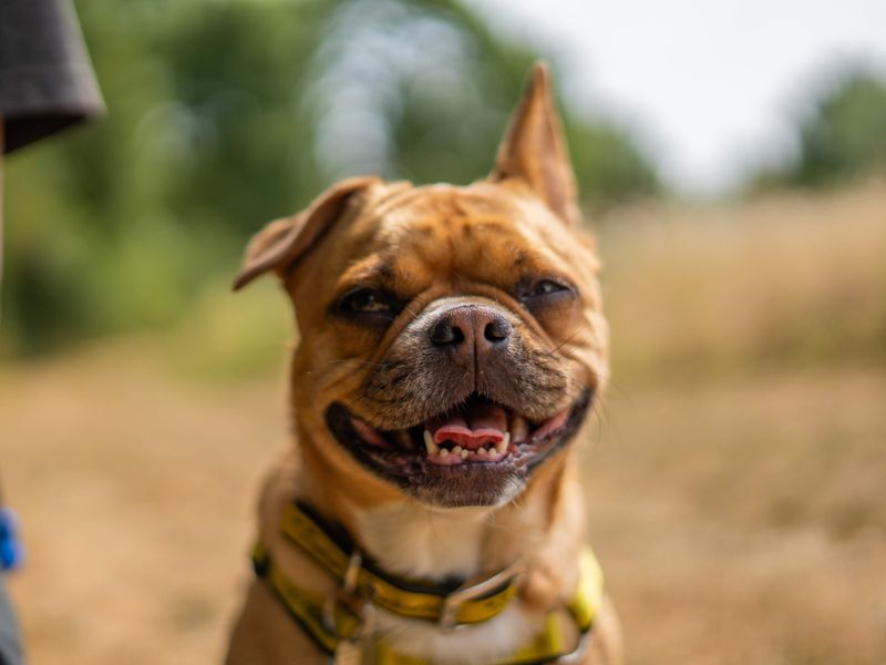 Nala | French Bulldog Cross | Newbury (Berkshire) - 5