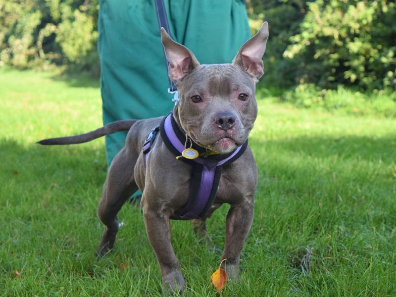 Staffordshire Bull Terrier for adoption in Uxbridge, London – 2 years old