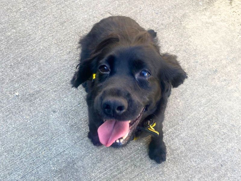 Cricket | Spaniel (Cocker) | Harefield West London - 1