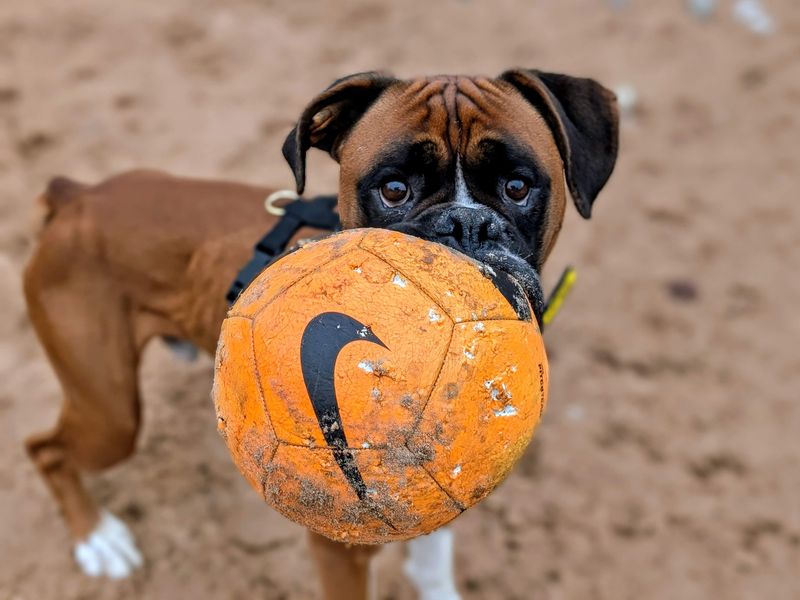 Boxer for adoption in Cardiff, Glamorgan – 3 years old - Image 5 of 9