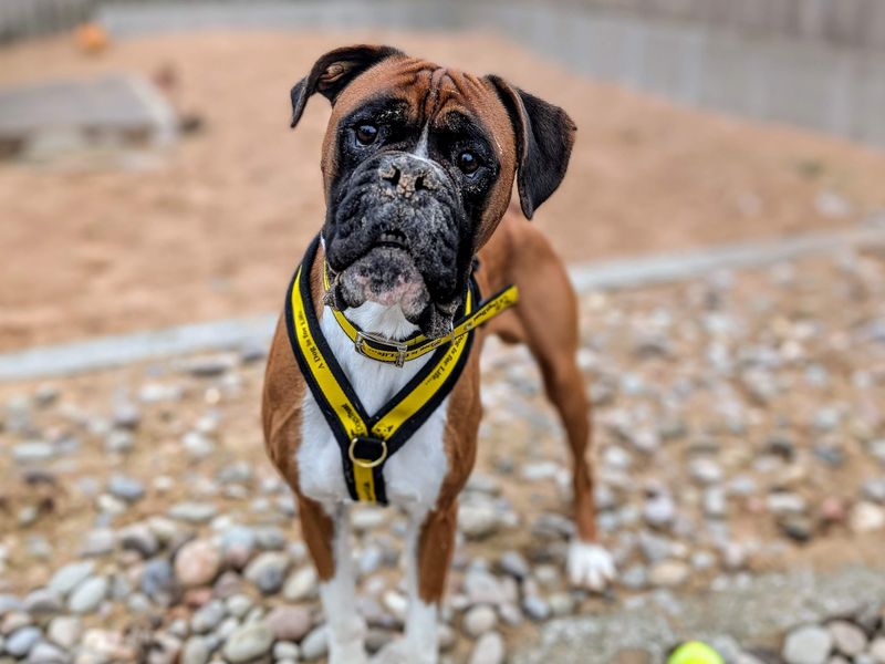 Boxer for adoption in Cardiff, Glamorgan – 3 years old - Image 7 of 9