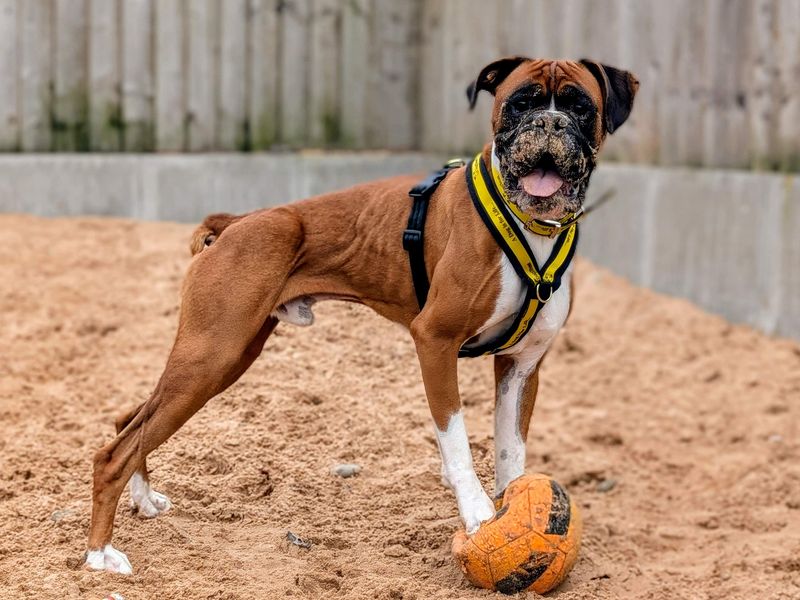 Boxer for adoption in Cardiff, Glamorgan – 3 years old - Image 9 of 9