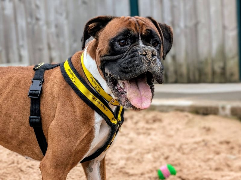 Boxer for adoption in Cardiff, Glamorgan – 3 years old - Image 4 of 9