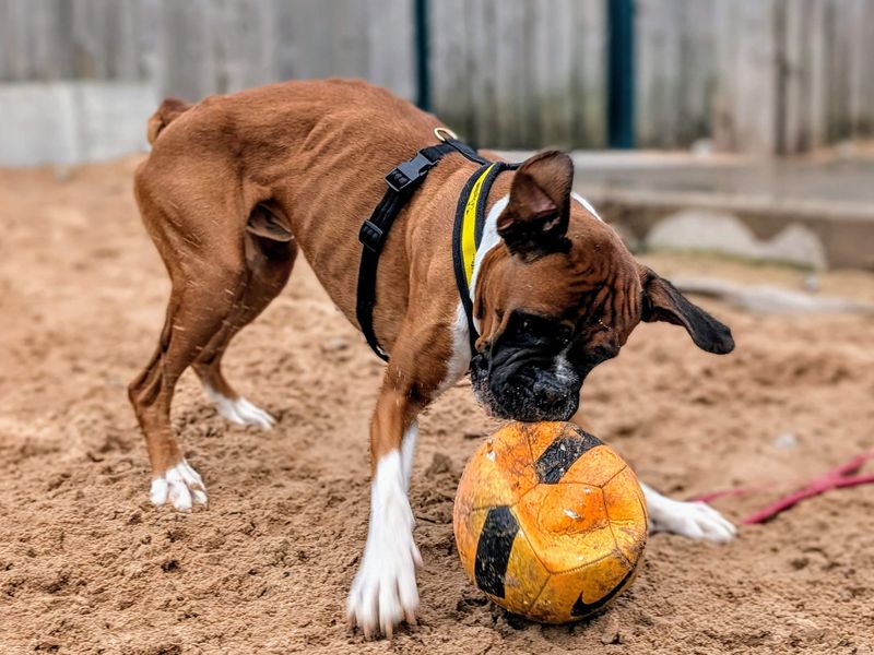 Boxer for adoption in Cardiff, Glamorgan – 3 years old