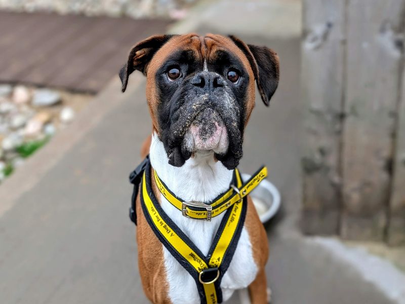 Boxer for adoption in Cardiff, Glamorgan – 3 years old - Image 6 of 9