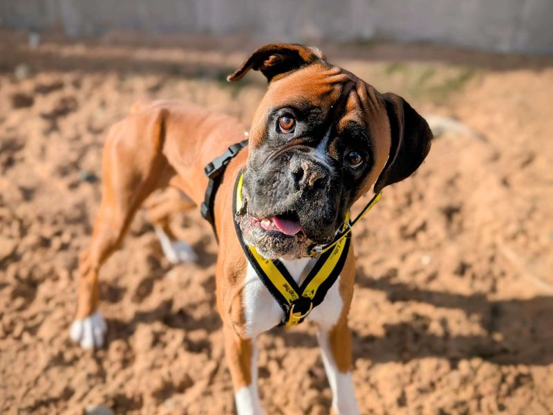 Boxer for adoption in Cardiff, Glamorgan – 3 years old - Image 2 of 9