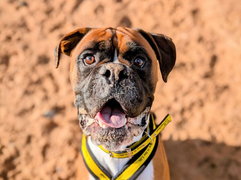 Boxer for adoption in Cardiff, Glamorgan – 3 years old - Image 8 of 9