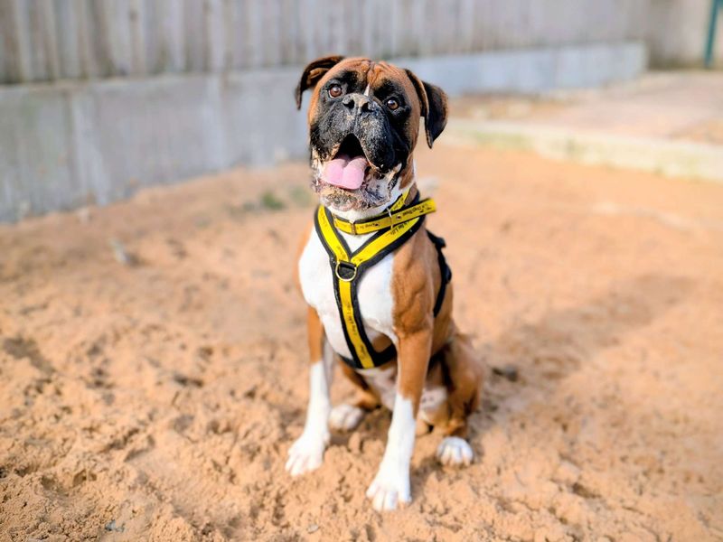 Boxer for adoption in Cardiff, Glamorgan – 3 years old - Image 3 of 9