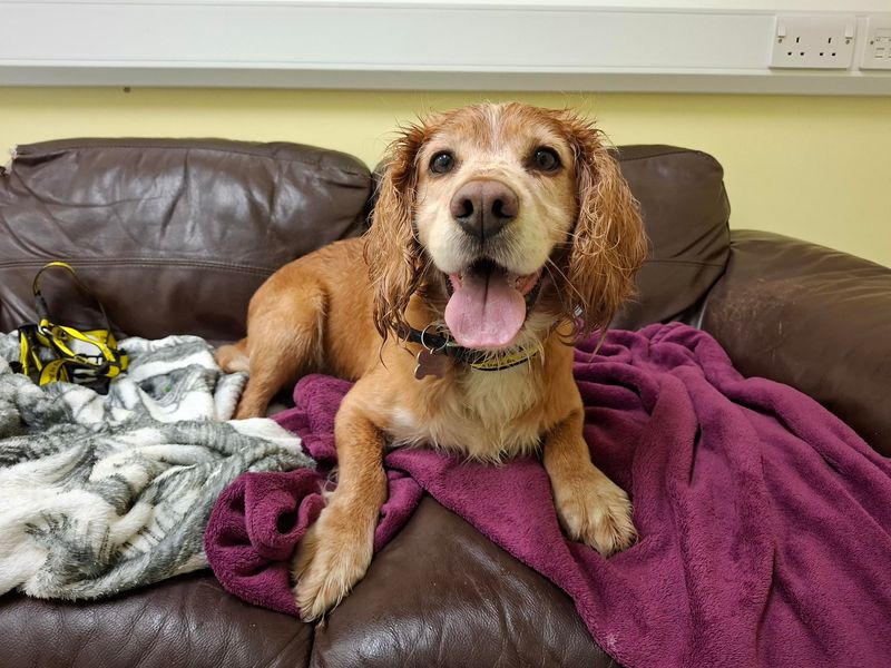 Cocker Spaniel for adoption in Ilfracombe, North Devon – 6 years old - Image 3 of 3