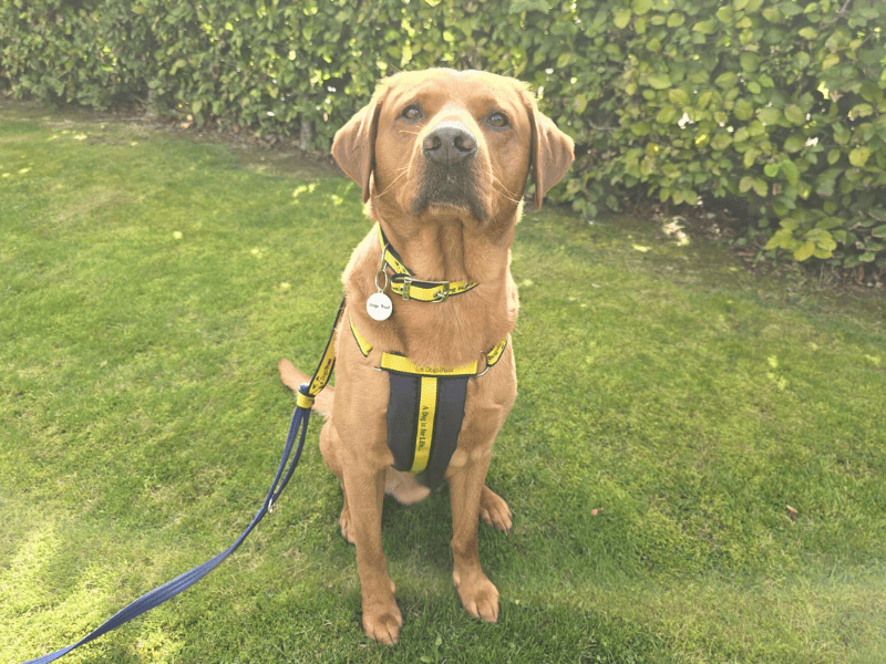 Harris | Retriever (Labrador) | Dundee - 1