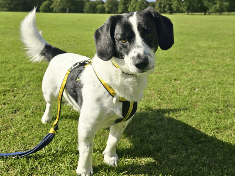 Benji | Spaniel (English Springer) Cross | Dundee - 1
