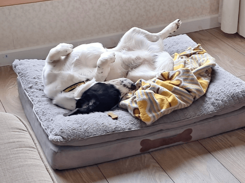 Springer Spaniel for adoption in , – 3 years old - Image 4 of 6