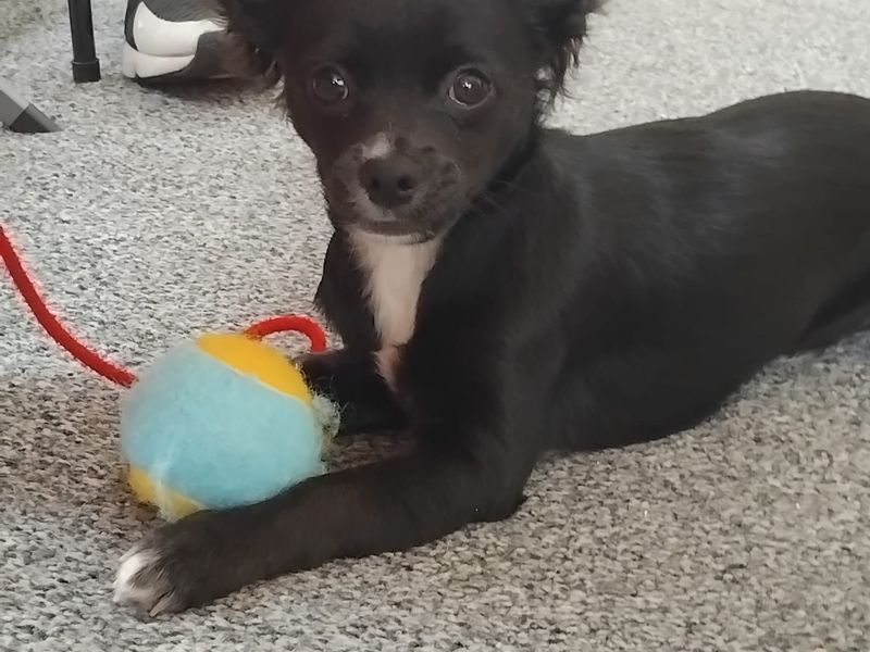 Chihuahua for adoption in Glasgow, Scotland – 5 months old