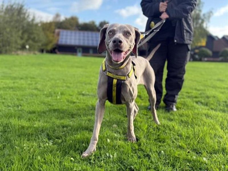 Lila | Weimaraner | Shrewsbury (Shropshire) - 1