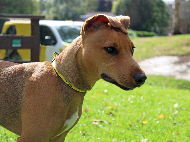 Stevie | Terrier (Staffordshire Bull) Cross | Merseyside (Liverpool) - 1