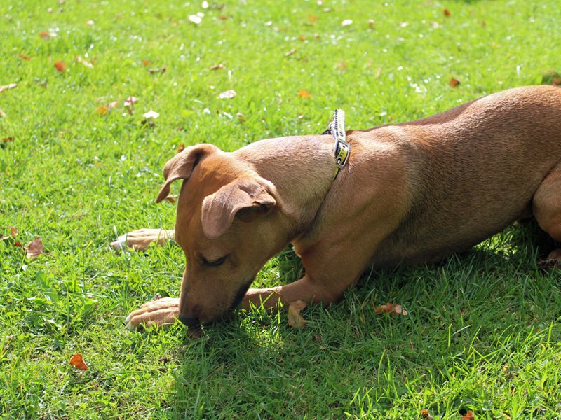 Staffordshire Bull Terrier for adoption in Liverpool, Merseyside – 6 months old