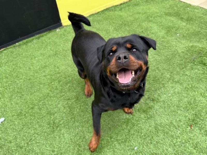 Rottweiler for adoption in West Calder, West Lothian – 6 years old