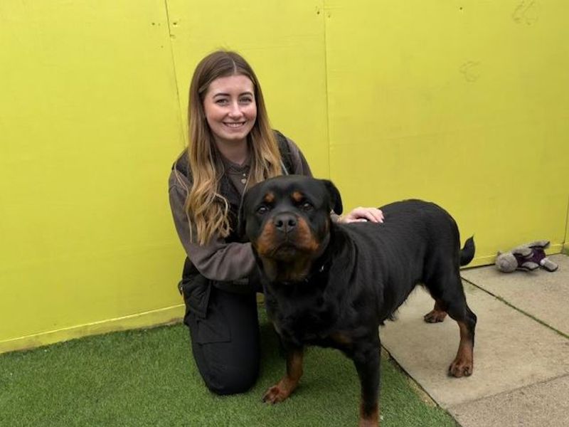 Rottweiler for adoption in West Calder, West Lothian – 6 years old - Image 2 of 4