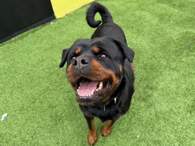 Rottweiler for adoption in West Calder, West Lothian – 6 years old - Image 4 of 4