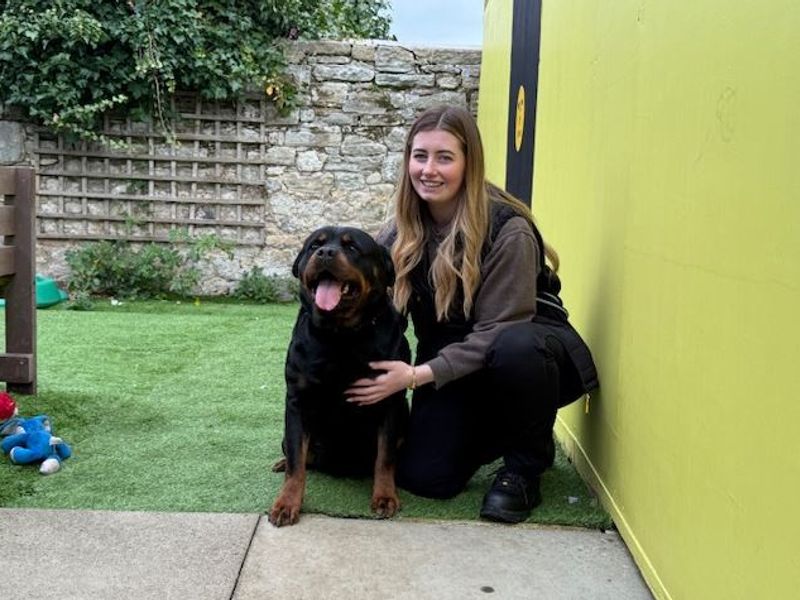 Rottweiler for adoption in West Calder, West Lothian – 6 years old - Image 3 of 4