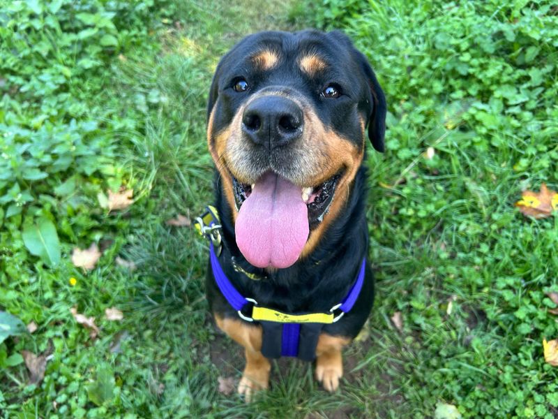 Rottweiler for adoption in Snetterton, Norfolk – 4 years old