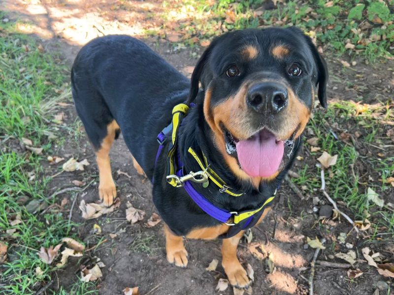 Rottweiler for adoption in Snetterton, Norfolk – 4 years old - Image 3 of 3