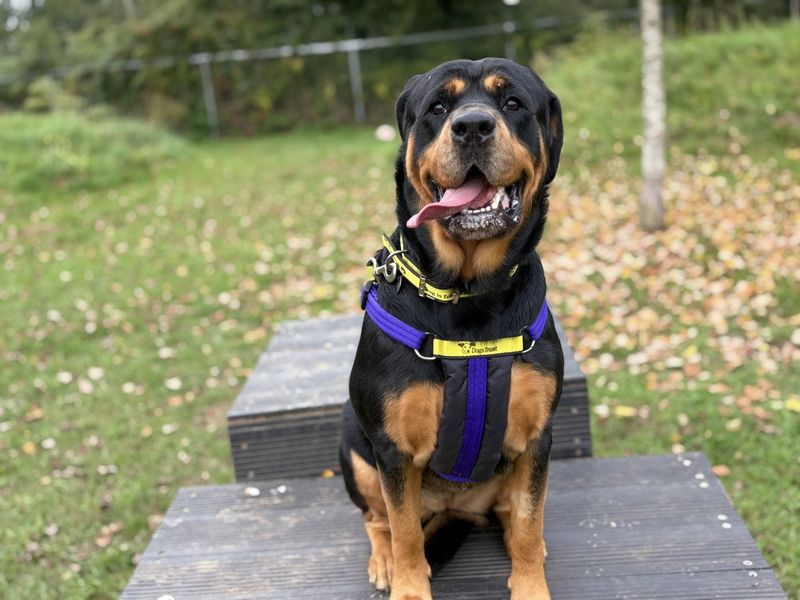 Rottweiler for adoption in Snetterton, Norfolk – 4 years old - Image 2 of 3