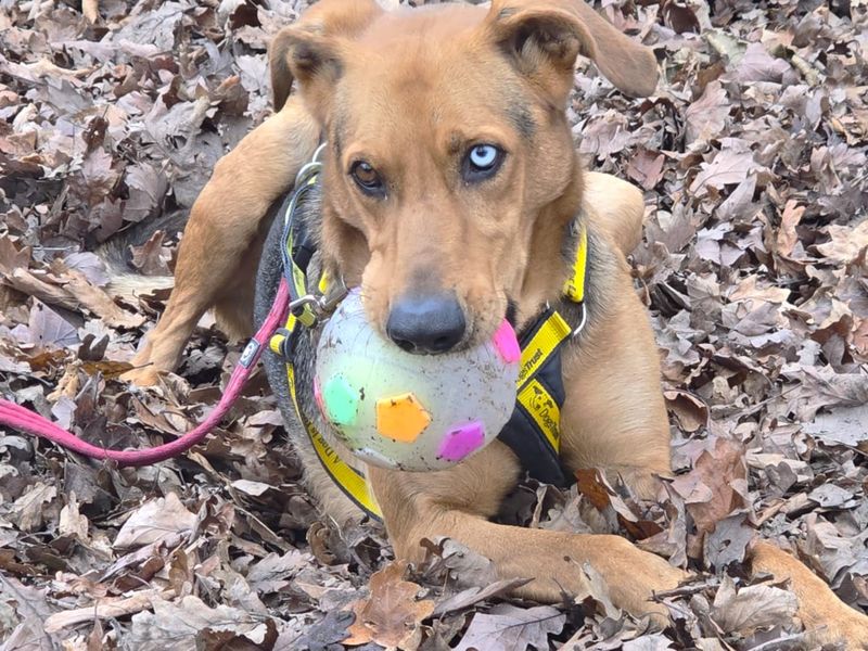 Doberman for adoption in Chestfield, Kent – 3 years old - Image 2 of 3