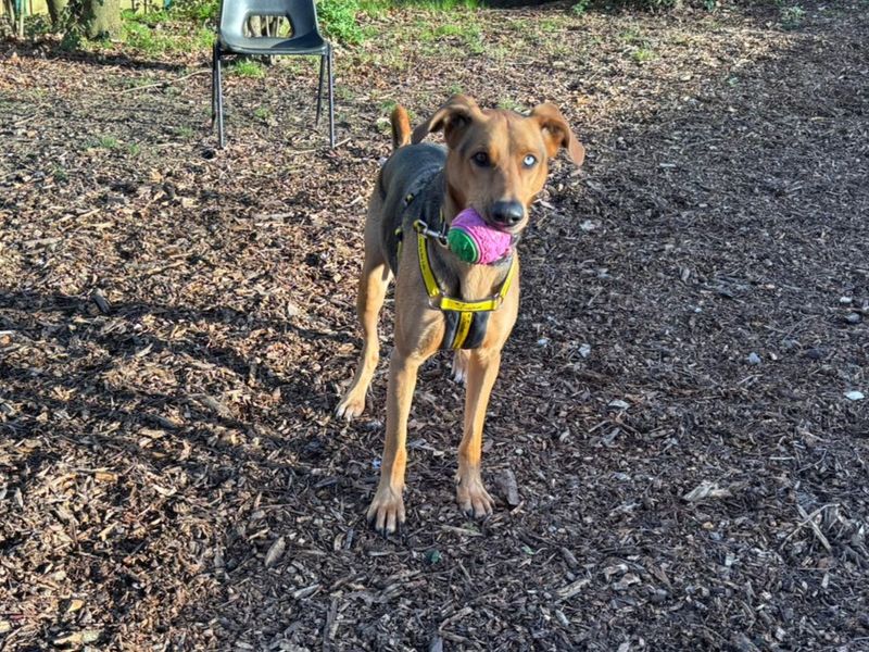 Doberman for adoption in Chestfield, Kent – 3 years old - Image 3 of 3