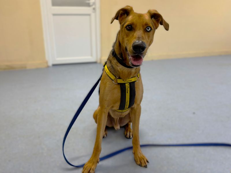 German Shepherd for adoption in Chestfield, Kent – 3 years old