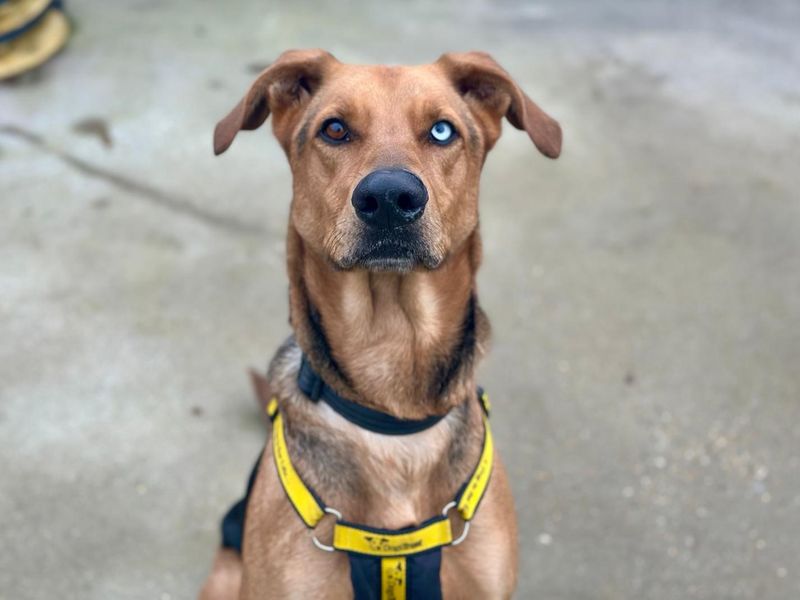 Storm, a 4 years old male German Shepherd available for adoption from Dogs Trust in Canterbury, Kent